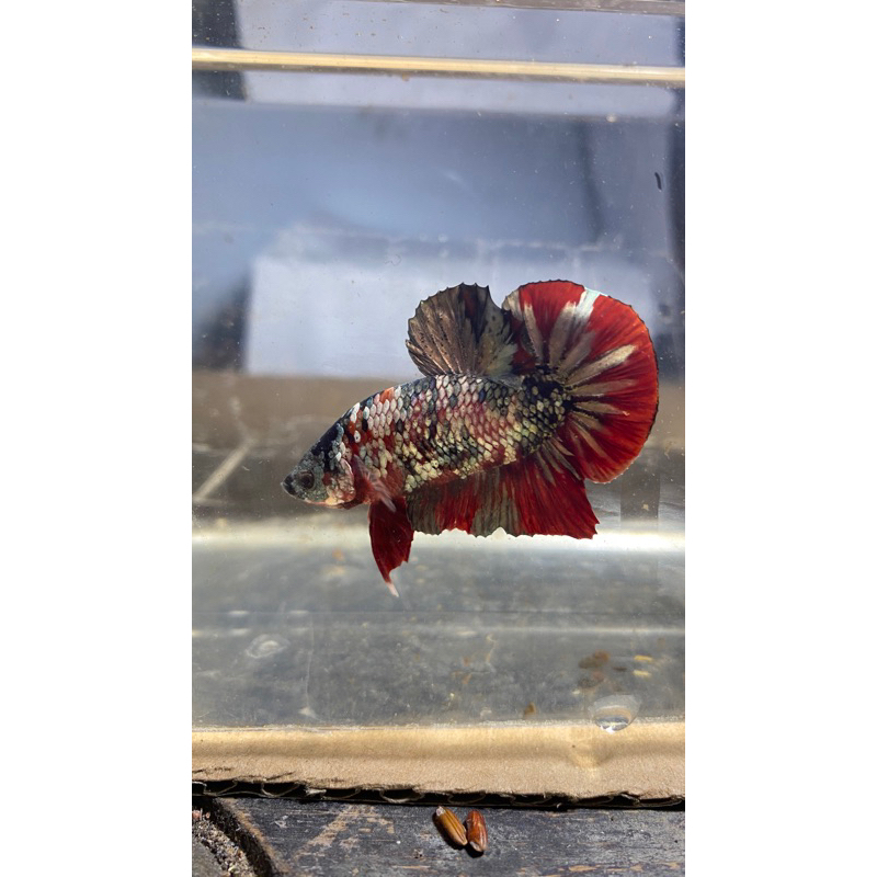 red koi cooper
