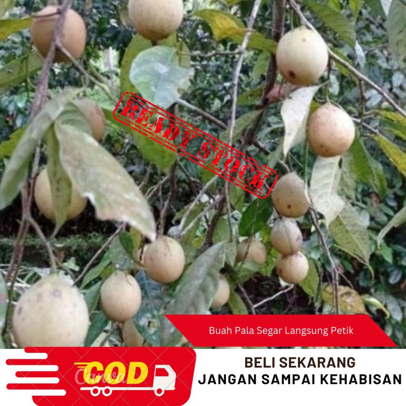 

Buah Pala Segar 1kg/Buah pala fresh langsung petik