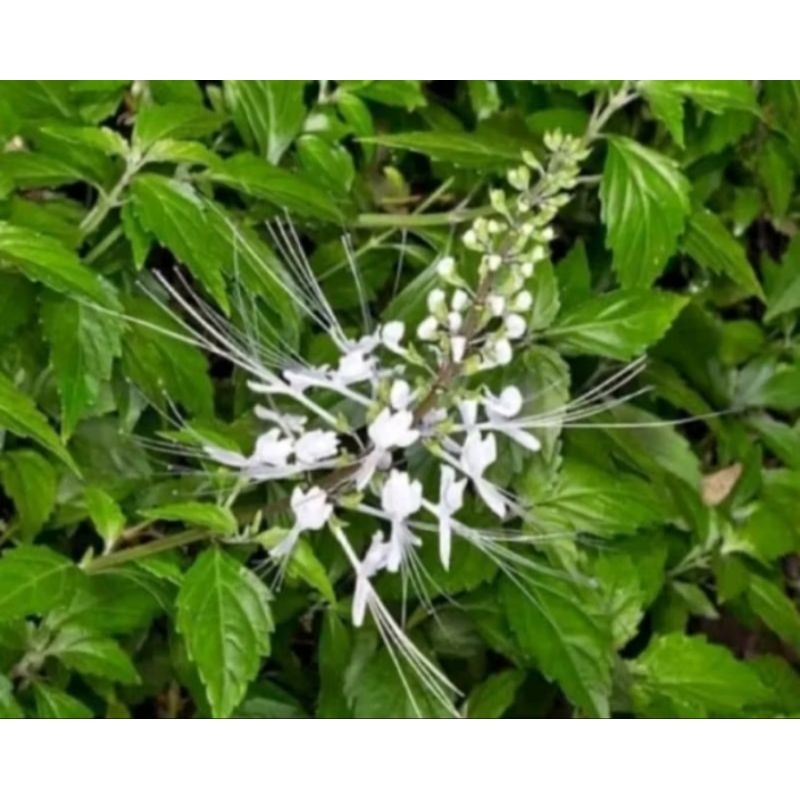 

daun kumis kucing segar paket hemat 200GRAM