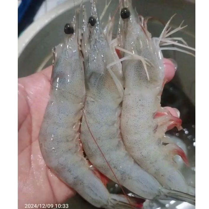 

Udang Peci segar Udang seafood hasil laut segar 1kg bergaransi