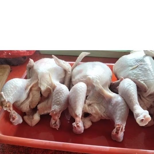 

Ayam 20 kg