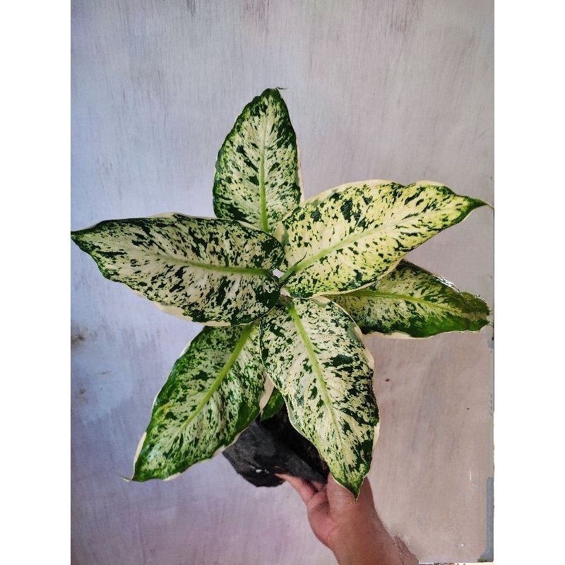 TANAMAN AGLONEMA DIVEN LUKISAN CINTA