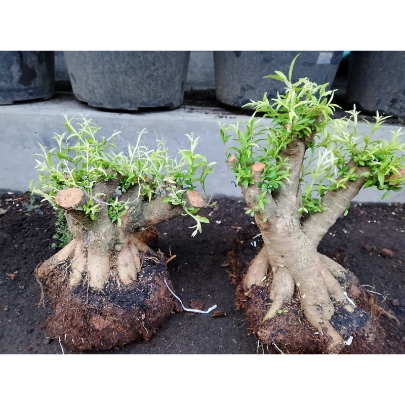 bahan bonsai anting putri mikro prokar. bogel. mame