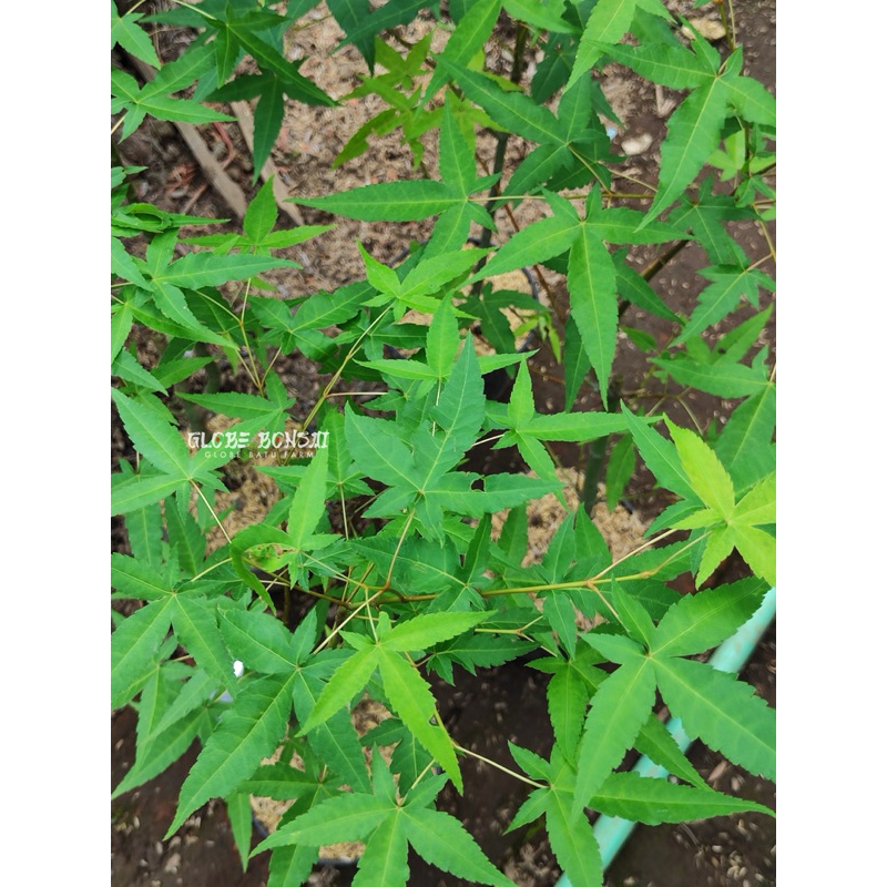 Pohon Maple Hijau - Green Maple