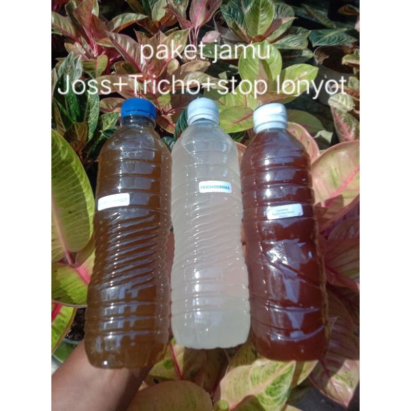 

paket jamu aglonema joss+trico+stop lonyot