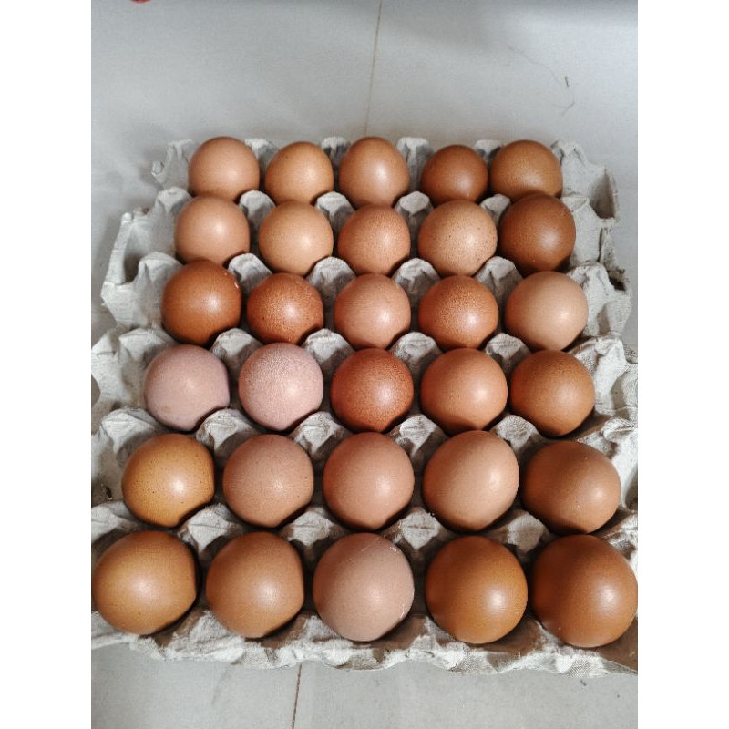 

Telur Ayam Negeri per kg