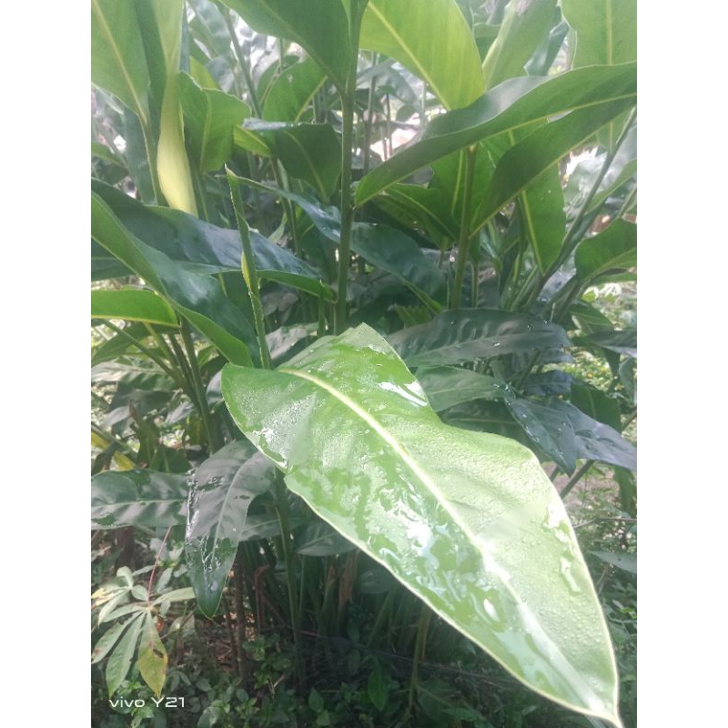 

lengkuwass segar 250/gram