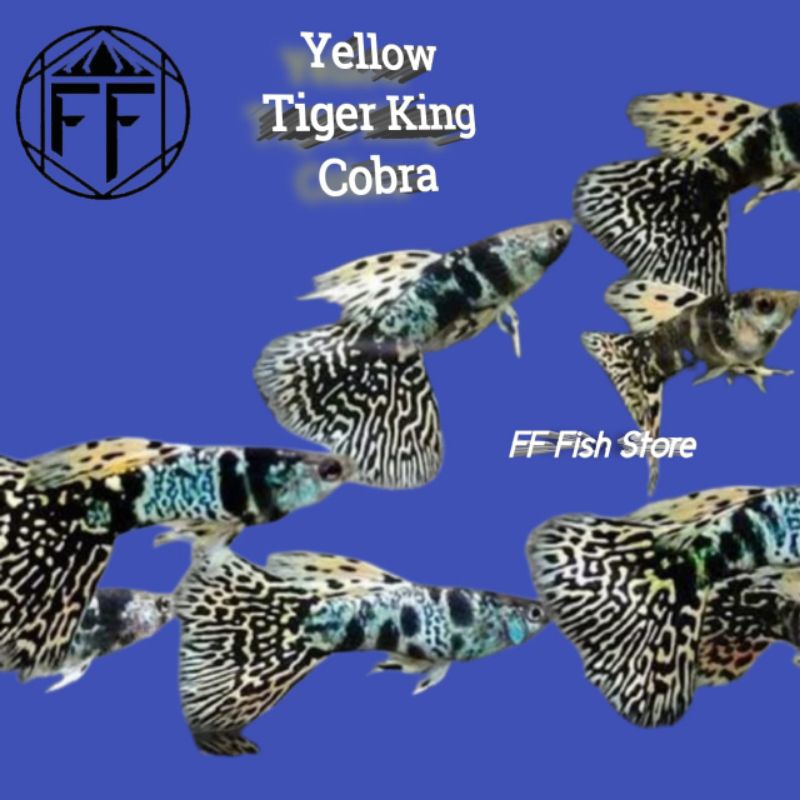 Aksesoris Aquarium (Ytkc) Yellow Tiger King Cobra