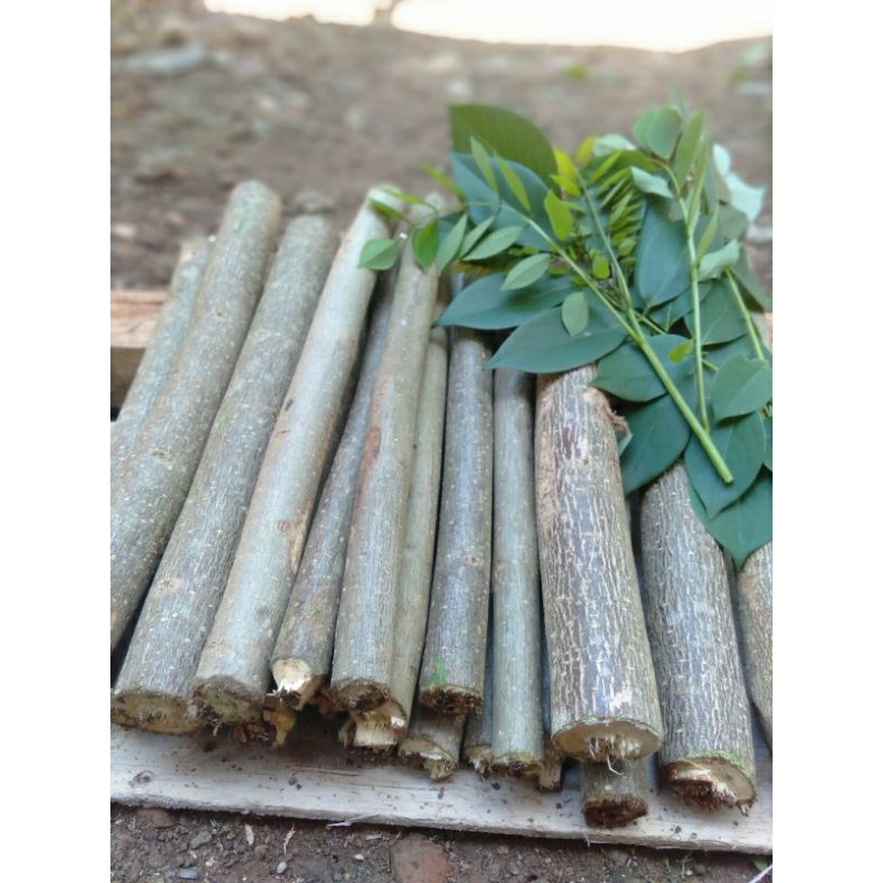 BIBIT GAMAL FRESS (PAKAN TERNAK TERNAK  KAMBING)