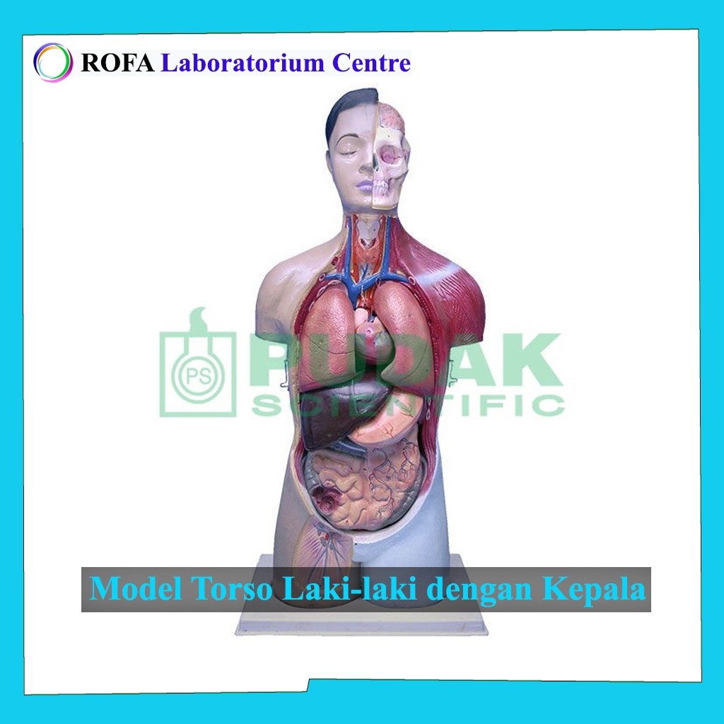 Model Torso / Model Anatomi Tubuh Manusia / Trunk / Model Tubuh