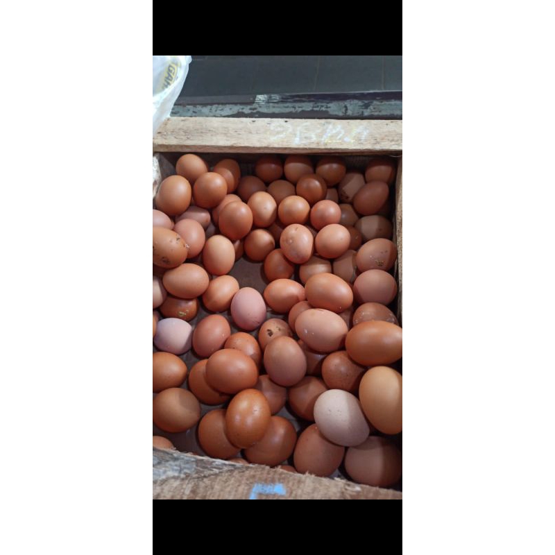 

telur ayam negeri