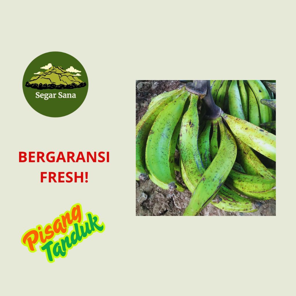 

PISANG TANDUK EMAS Manis lereng muriaa premium jumbo