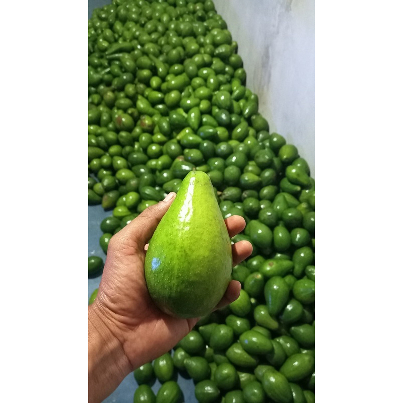 

Alpukat mentega Reguler 1 kg fresh pulen segar