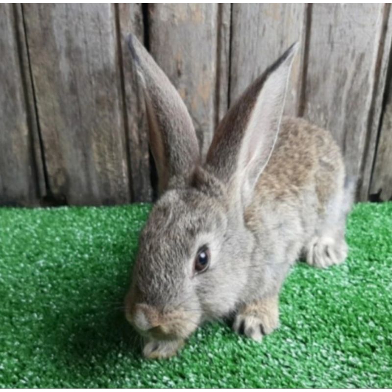Kelinci hias Flemish Giant