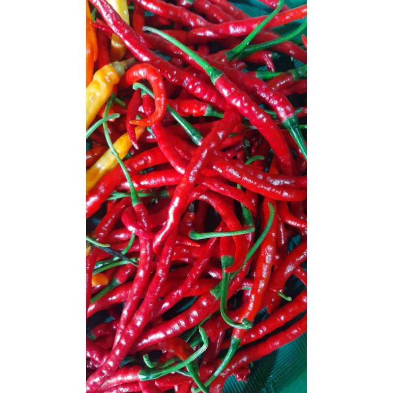 

1KG CABE MERAH KERITING SEGAR