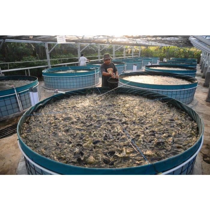 TERPAL KOLAM BULAT PVC ORCHID D3 T1,20 NETT / TERPAL IKAN/ TERPAL KOLAM IKAN  BULAT