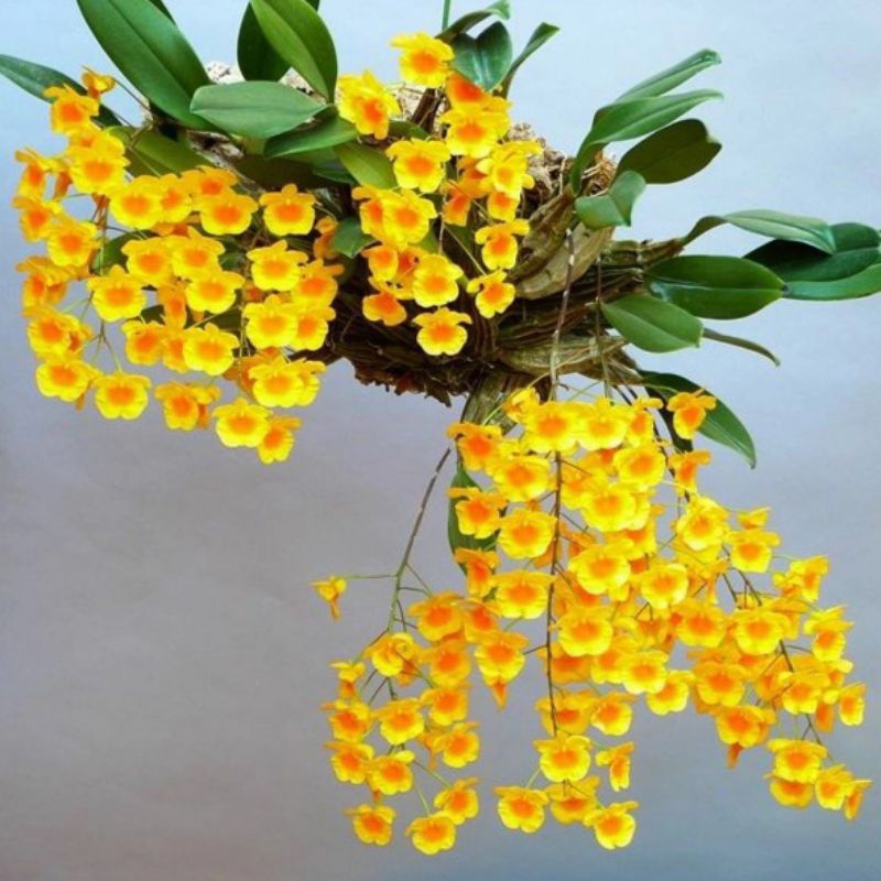 Anggrek dendrobium agregatum
