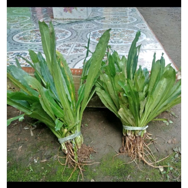 

walang sengit seger dan fresh dadakan 100 murni