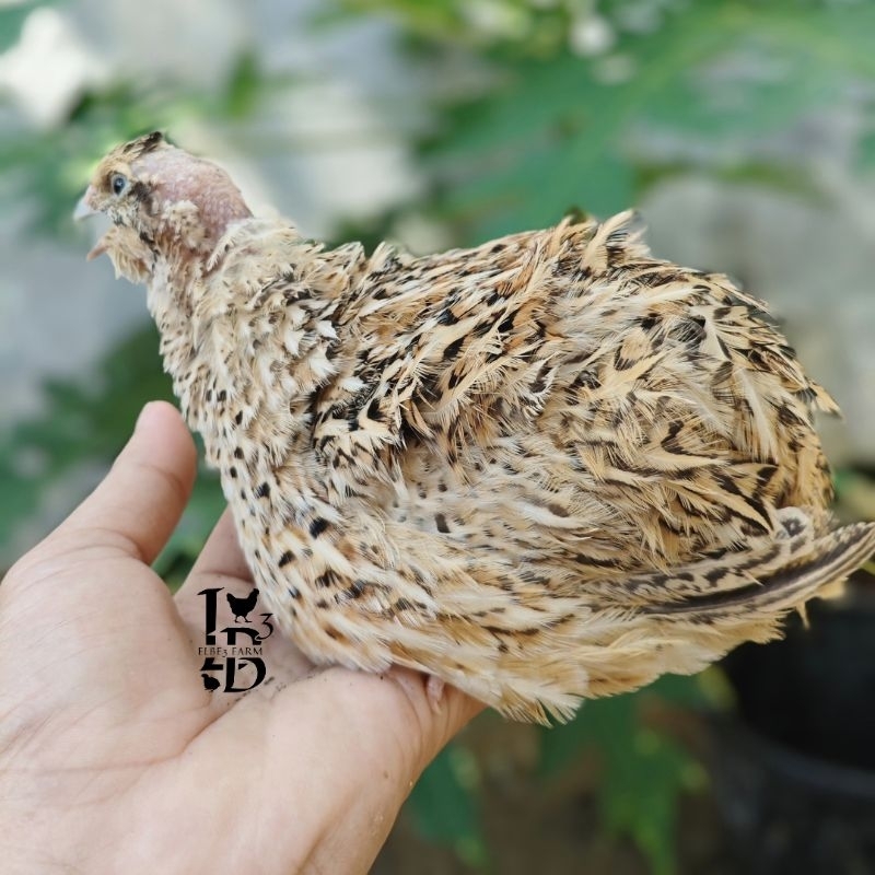 

Telur Fertil Puyuh Jumbo Pedaging Malond untuk ditetaskan