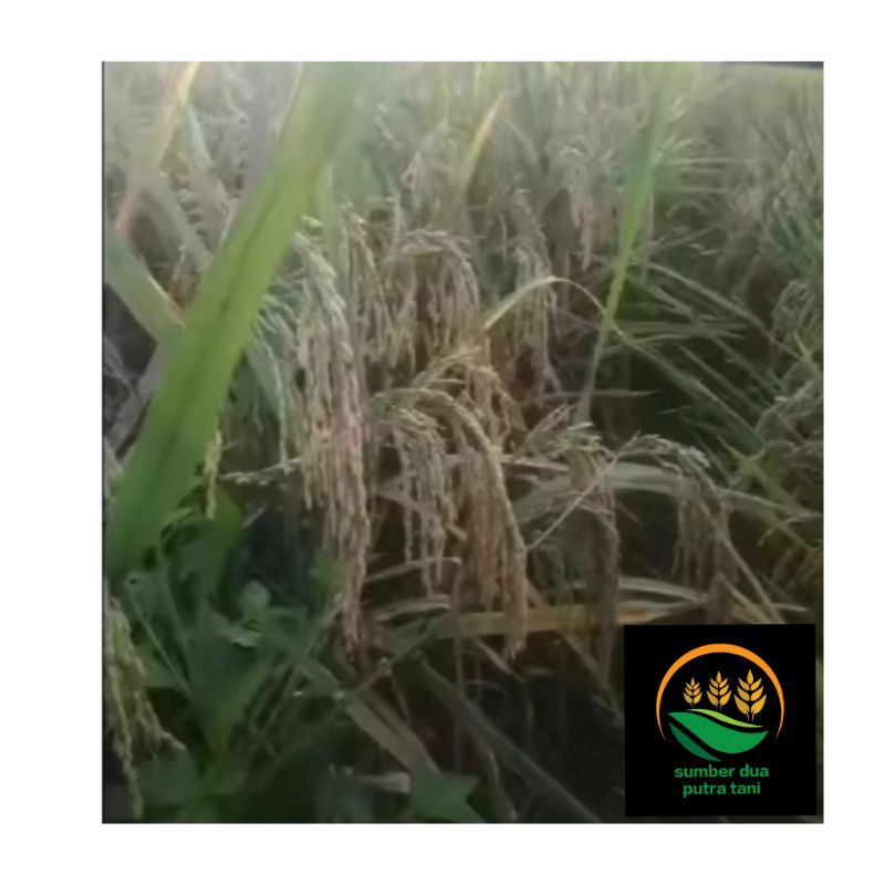 BENIH PADI 2 TONGKOL TERBARU  KEMASAN 5 KG KUALITAS UNGGUL