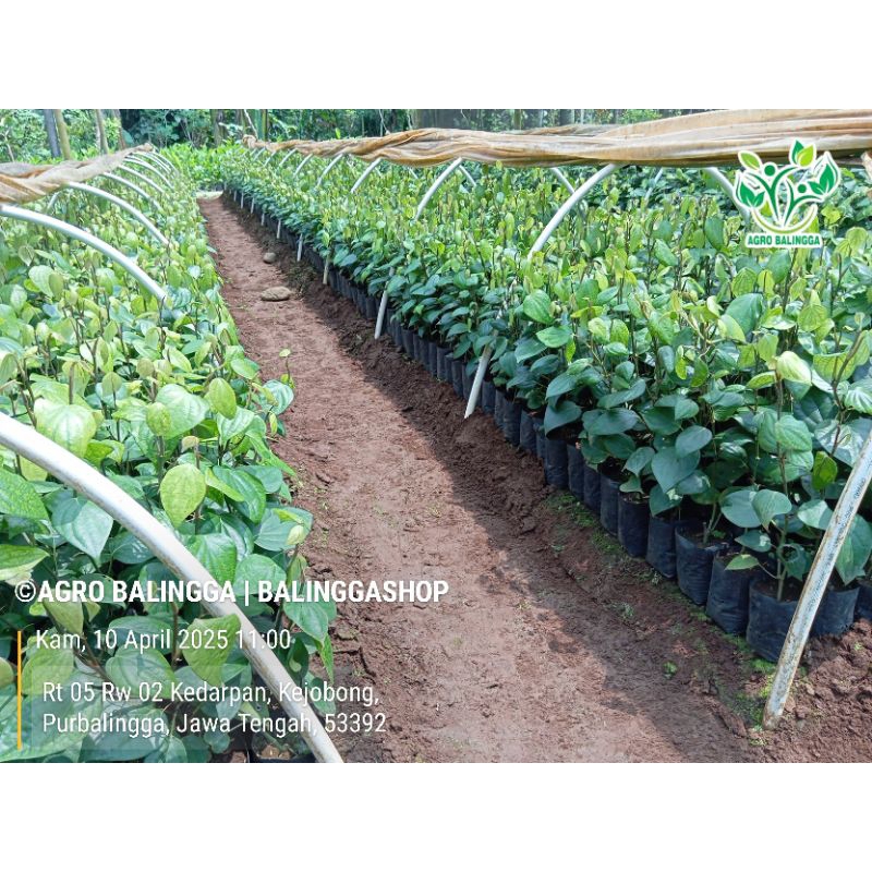 52 Bibit lada natar 1 setek (sulur) siap tanam
