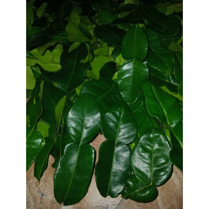 

daun jeruk purut daun jeruk angka8 harga 250g