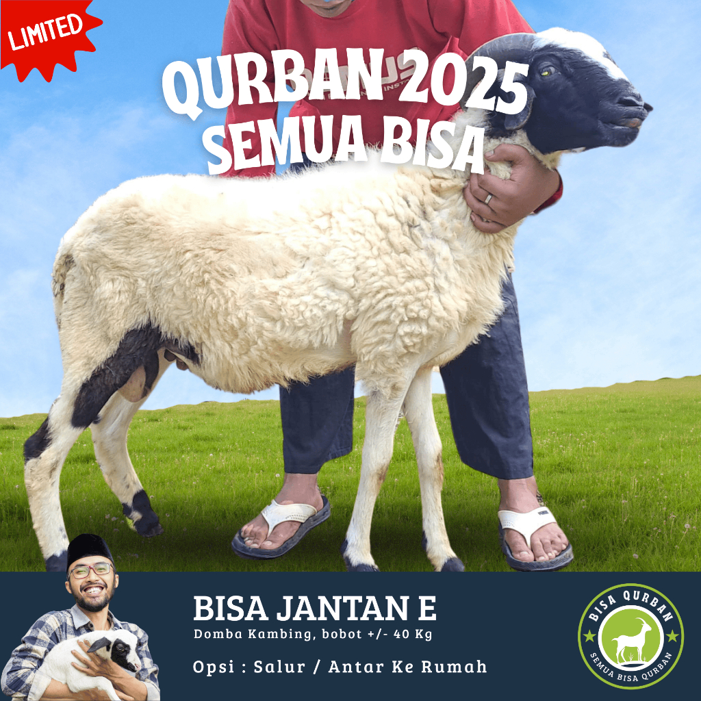 

Hewan Qurban Kambing Domba Qurban Kurban Hidup Bobot 40kg Kirim Bisa Qurban