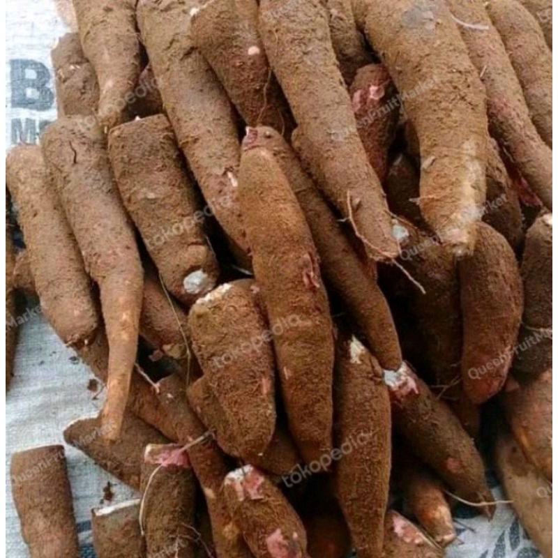 ready singkong kuning/singkong mentega 1kg
