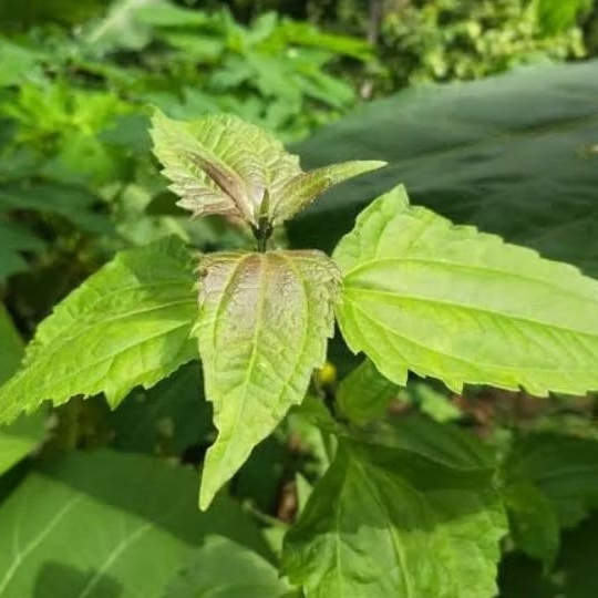 

Daun Balakacida/Krinyuh Segar 100Gram Dipetik Dadakan