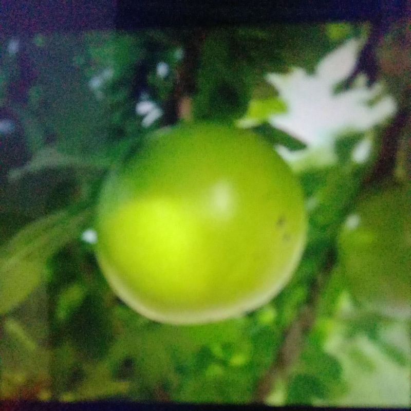 

Buah Maja/Berenuk Segar - Herbal Traditional ± 1- 2 kg