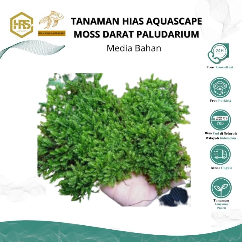 Moss Darat Paludarium / Tanaman hias / Hiasan Aquarium