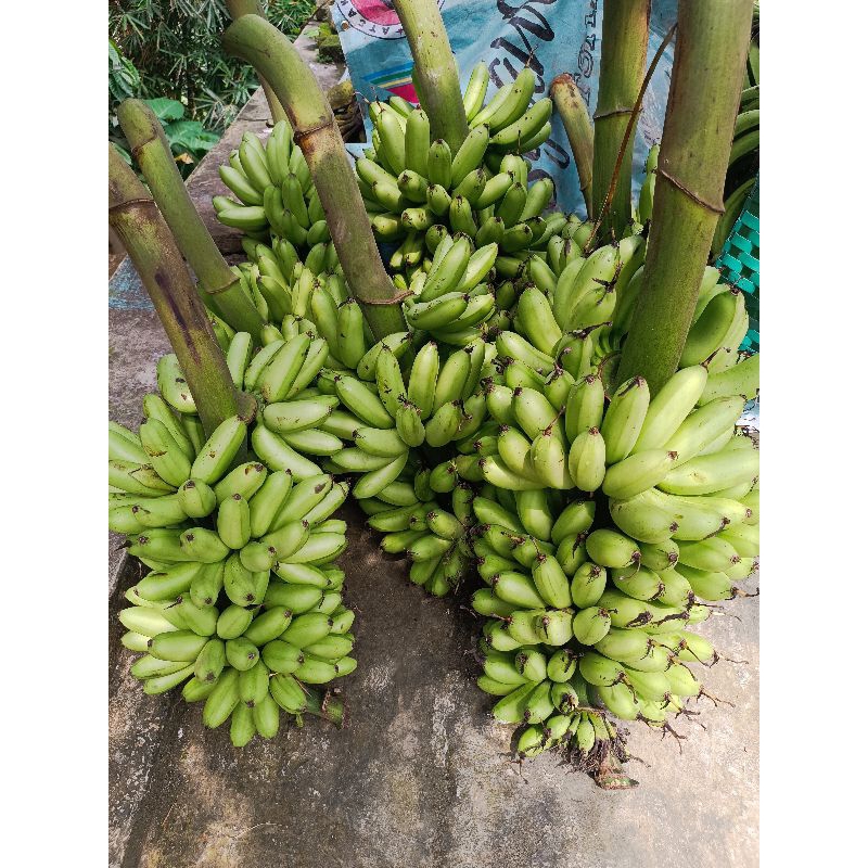 

pisang mas Kirana..1-1,2 kg 1 sisir