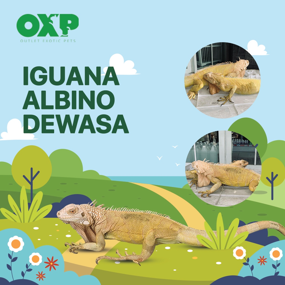 Iguana Albino Dewasa Size 95cm Up - 1meter Up Rakus, Sehat, Jinak