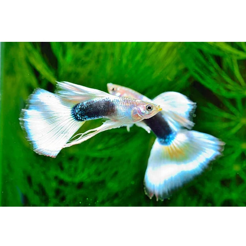 Guppy HB White (pastel) | IKAN HIAS GUPPY AQUARIUM