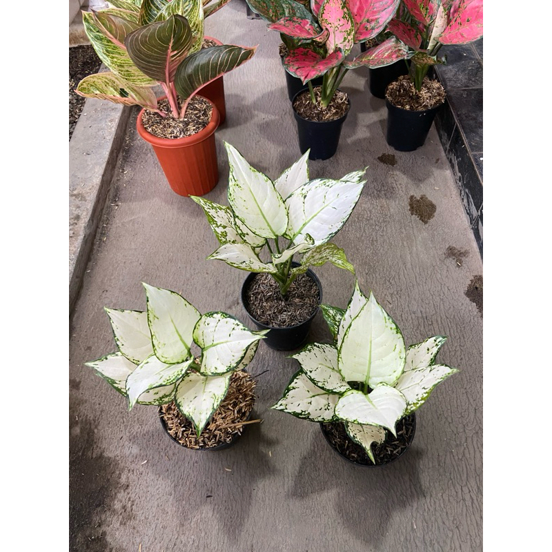 Aglaonema Super White