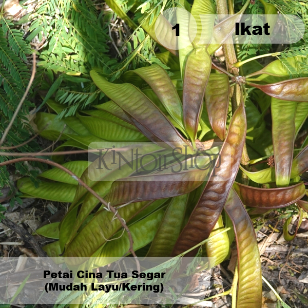 

Petai Cina Tua Masak 1 Ikat Isi 30 Pcs Untuk Masakan