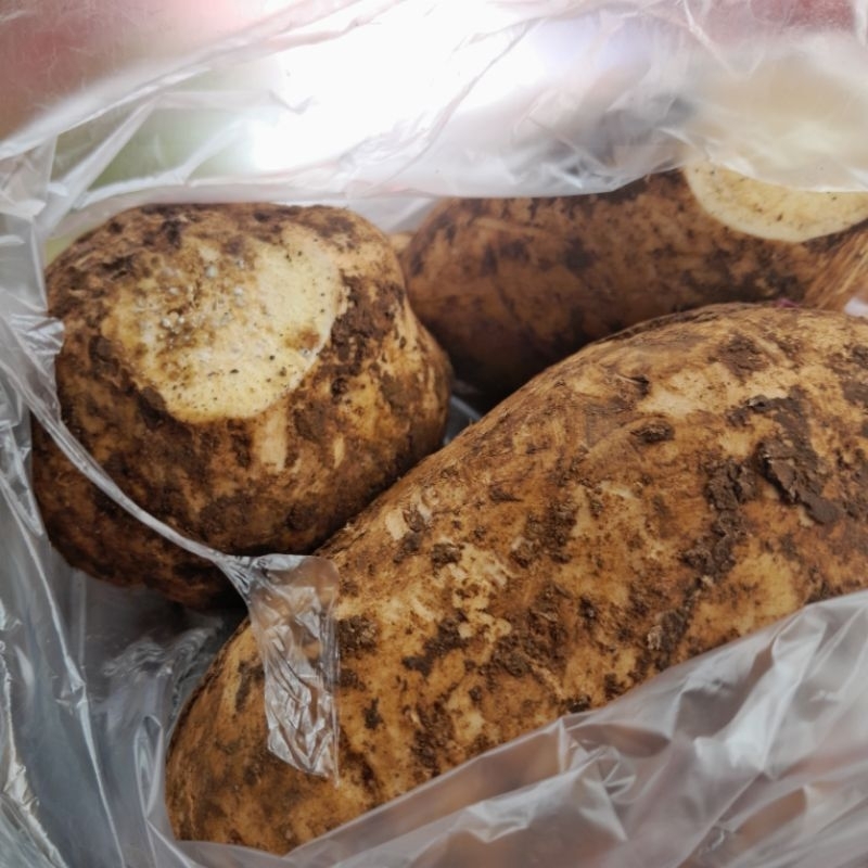 

ubi kuning 1kg