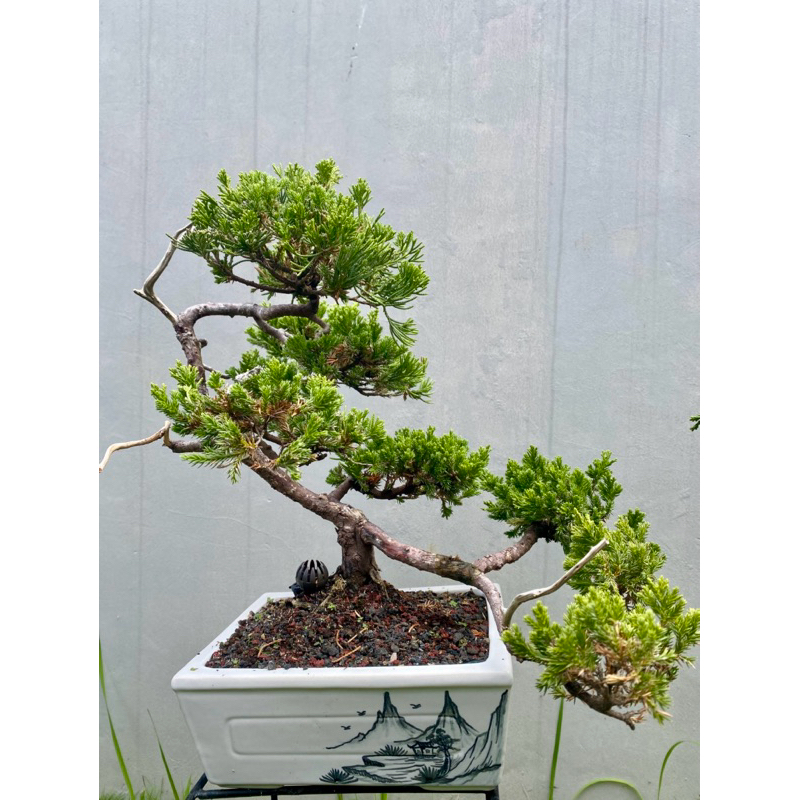 Bonsai Cemara Sinensis