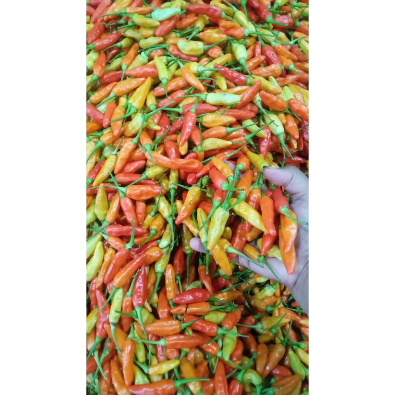 

Cabe Rawit Merah Ori\Cabai Rawit\ Lombok Rawit Fresh Kemasan 250 gr
