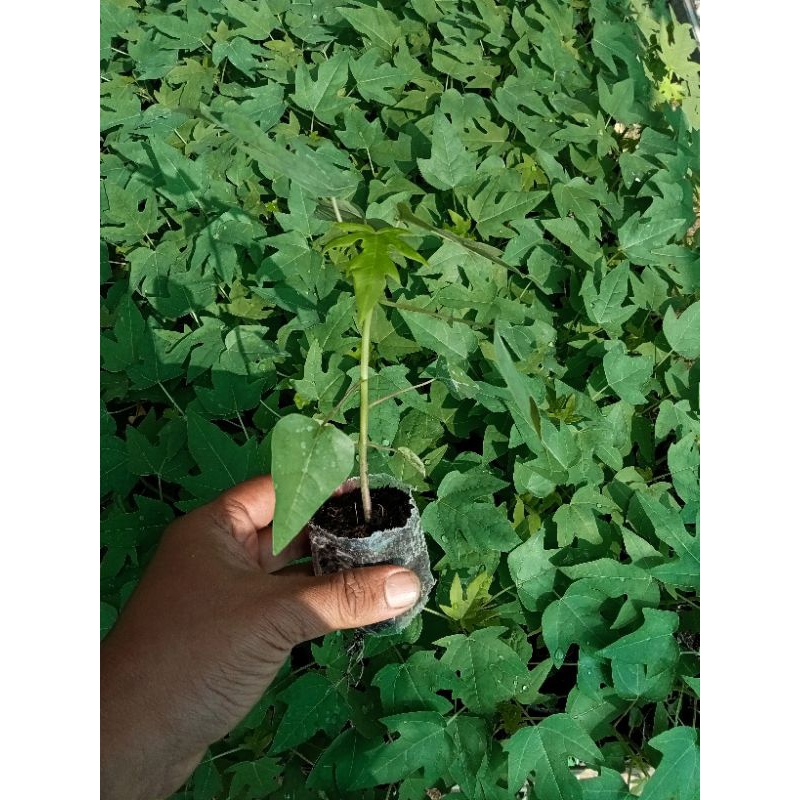 BIBIT PEPAYA CALIFORNIA SIAP TANAM