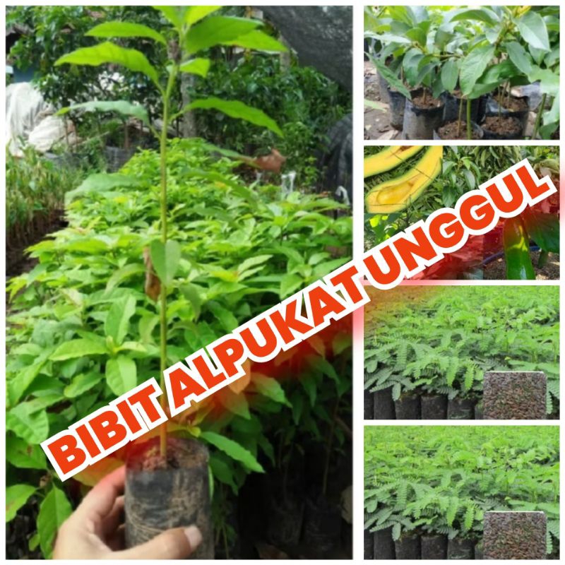 Bibit alpukat seedling seling