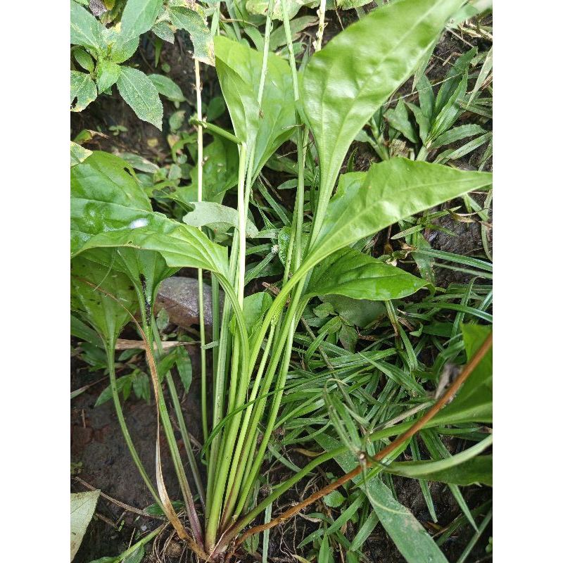 

daun ki urat paket 100gram segar