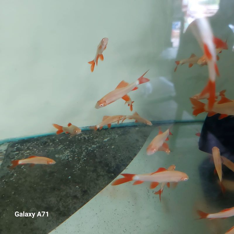 Redfin albino isi 15