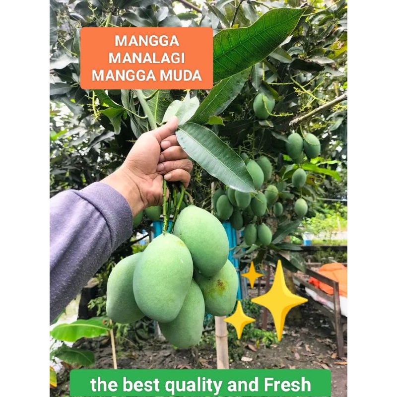 Mangga Manalagi Muda 500gr Mangga Muda / Pencet Fresh Termurah