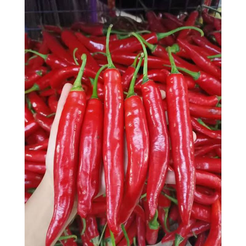 

CABE MERAH TW BESAR 500GR /SETENGAH KILO FRESH