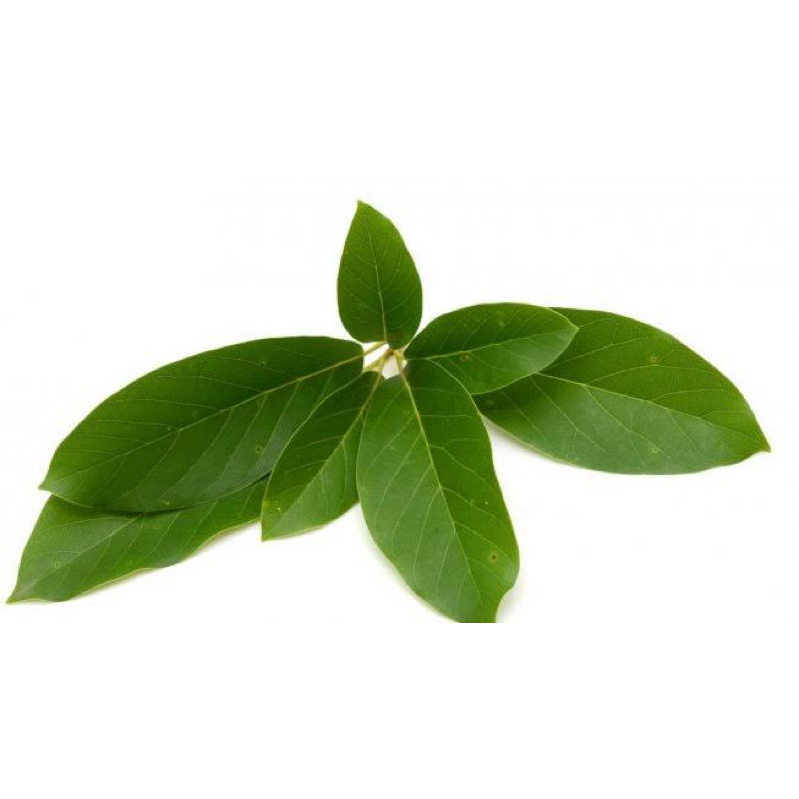 

Daun Alpukat Segar Fresh 250 Gram Obat Herbal