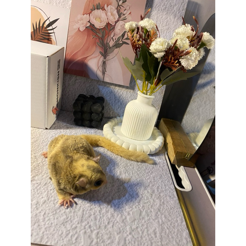 Indukan sugar glider mozaik ringtail obes betina