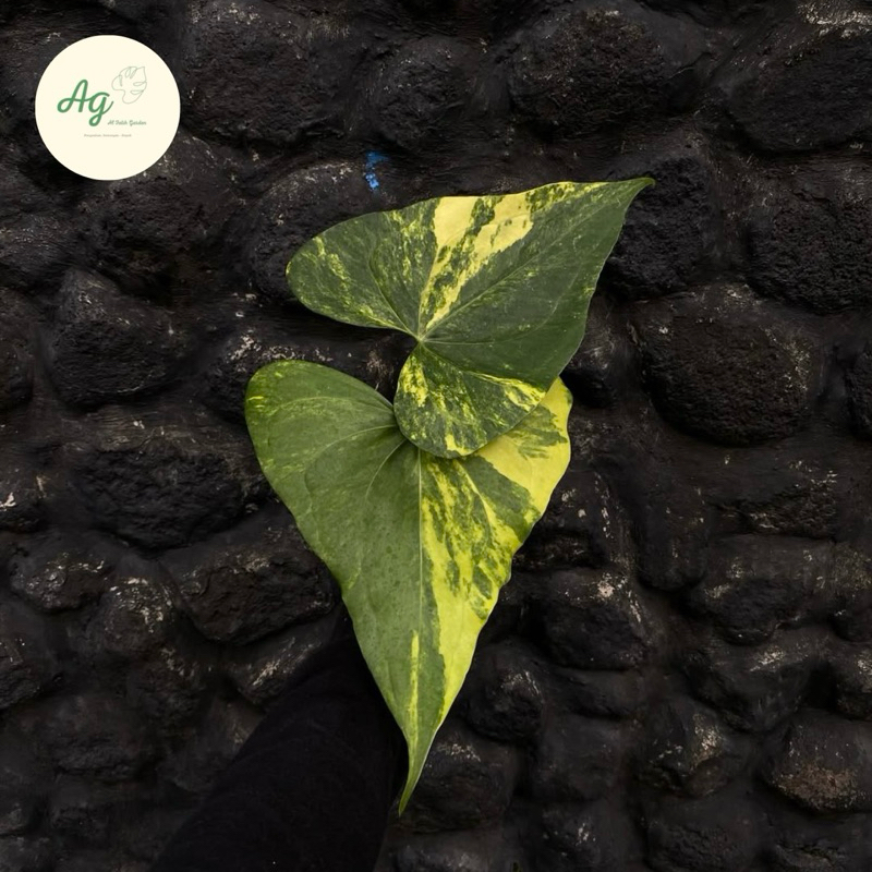 anthurium pterodactyl varigata 2daun aktif