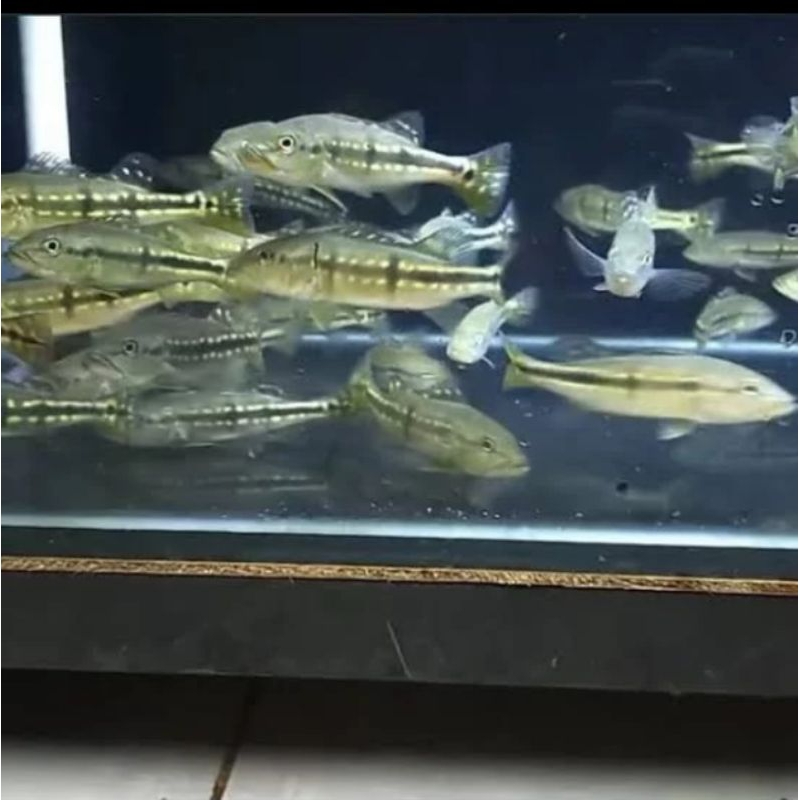 PBASS PINIMA UKURAN 18-20 CM