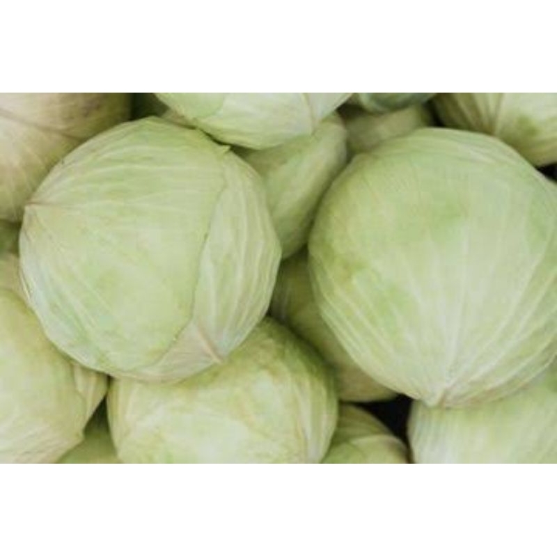 

Sayuran Kol Putih Premium 250gr, 500gr, 1kg